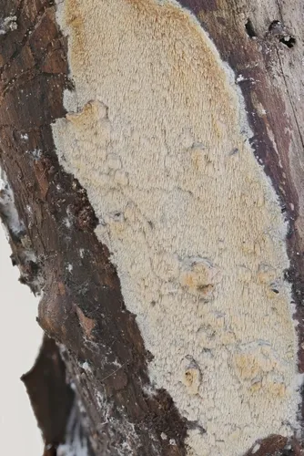 Mycoacia aurea