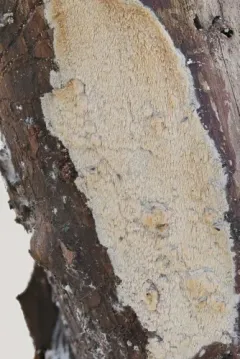 Mycoacia aurea thumbnail 1