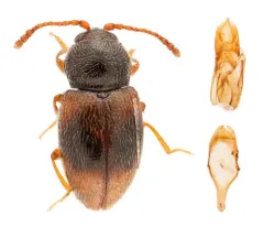 Saddle Cloth Fungus Beetle thumbnail 4