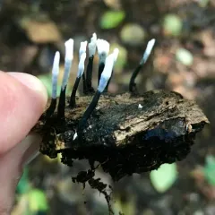 Candlesnuff Fungus thumbnail 1