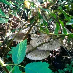 Olive Shaggy Parasol thumbnail 1