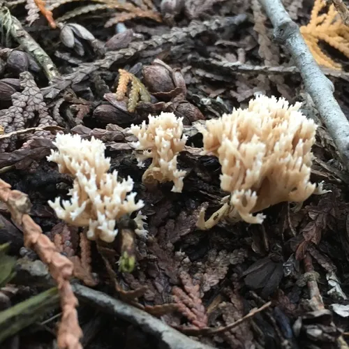 crown-tipped coral fungus