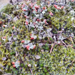 Red-fruited Pixie Cup thumbnail 2