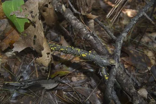 Hymenoscyphus calyculus