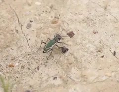 Variable Tiger Beetle thumbnail 2