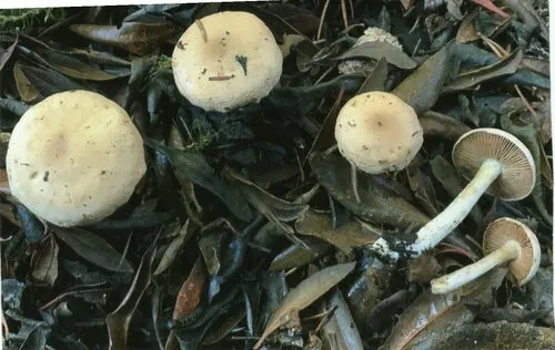 Hebeloma hiemale