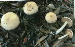 Hebeloma hiemale thumbnail 1