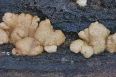 Trichoderma minutisporum thumbnail 1