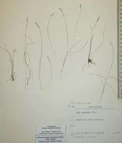 Northern bog sedge thumbnail 3