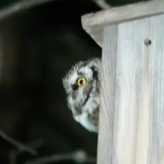 Boreal Owl thumbnail 4