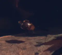 Laccophilus undatus thumbnail 2