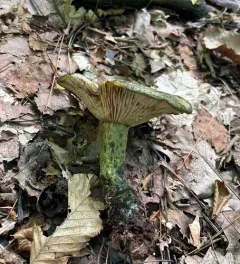 dark-spotted milkcap thumbnail 2