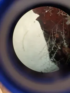 Knotted Thread Hydroid thumbnail 4