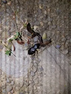Blue-tinged Harp Ground Beetle thumbnail 4