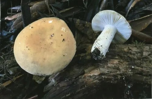 Russula subrubens