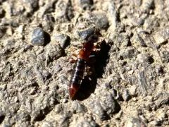 Othius punctulatus thumbnail 2