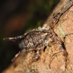 Painted Harvestman thumbnail 3