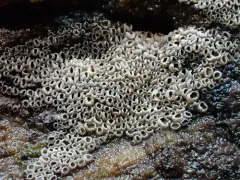 Resupinatus poriaeformis thumbnail 1