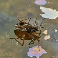 Microvelia americana thumbnail 2