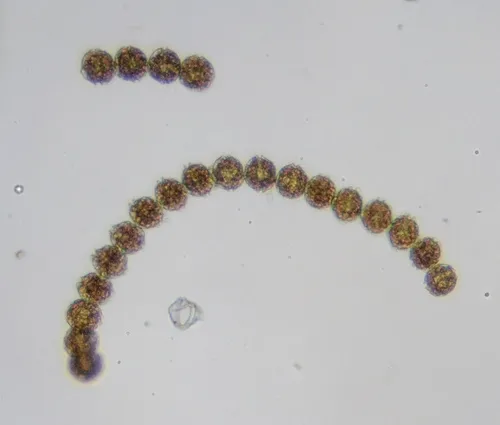 Alexandrium catenella