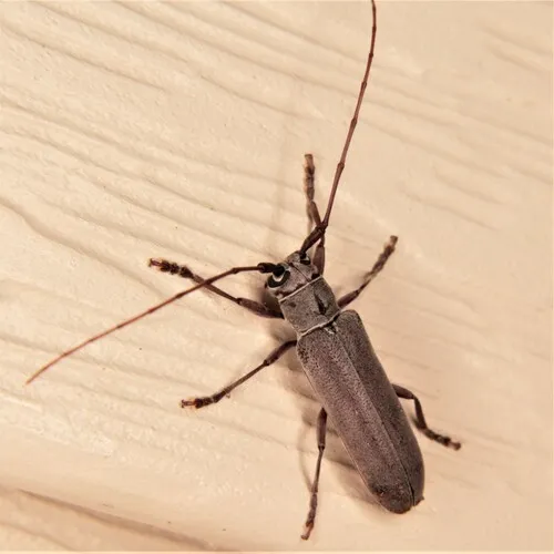 Hebestola pullata