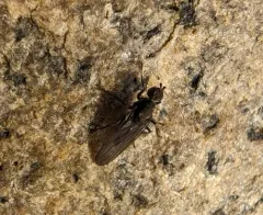 Oedoparena glauca thumbnail 3