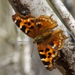 Compton Tortoiseshell thumbnail 2