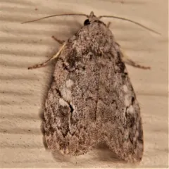 White-blotched Balsa Moth thumbnail 4