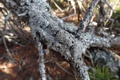Parmelia pseudosulcata thumbnail 2