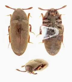 Trixagus carinicollis thumbnail 2
