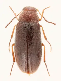 Red-necked False Darkling Beetle thumbnail 3