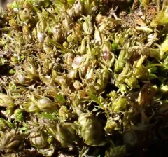 Cuspidate Earth Moss thumbnail 3