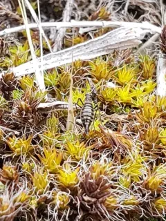 Boreus reductus thumbnail 3