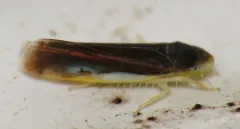 Eupteryx nigra thumbnail 1