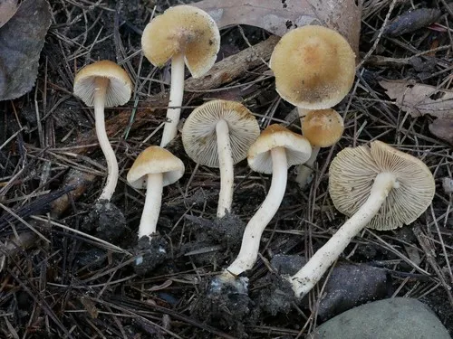 Inocybe muricellata