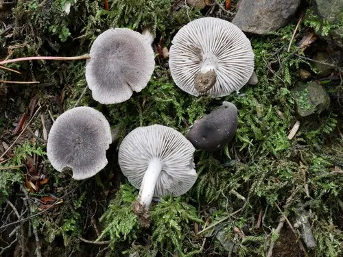 Tricholoma triste