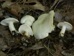 Tricholoma sulphurescens thumbnail 1
