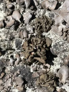 Powdery Rock-olive Lichen thumbnail 2