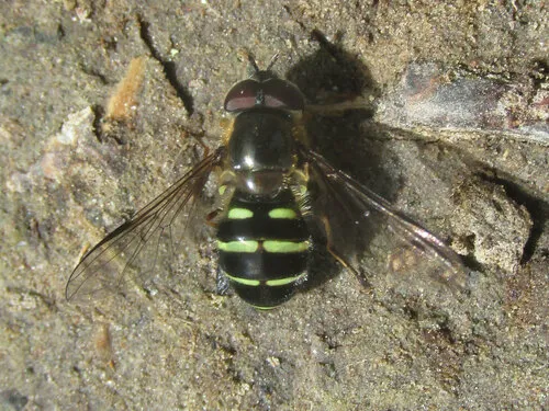 Narrow-banded Brusheye
