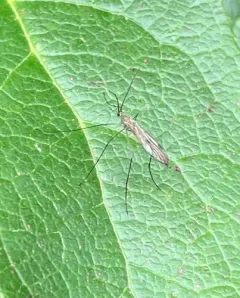 Cramptonomyia spenceri thumbnail 4