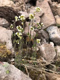 Boreal Whitlow-grass thumbnail 3