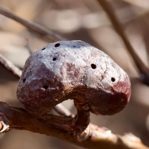 Blueberry Stem Gall Wasp