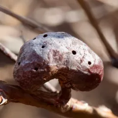 Blueberry Stem Gall Wasp thumbnail 1