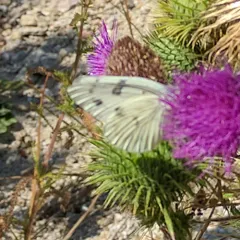 Checkered White thumbnail 4