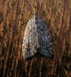 Hydriomena manzanita thumbnail 2