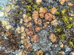 Brown Stipplescale Lichen thumbnail 2