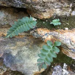 western polypody thumbnail 4