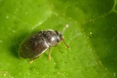 Heterhelus sericans thumbnail 3