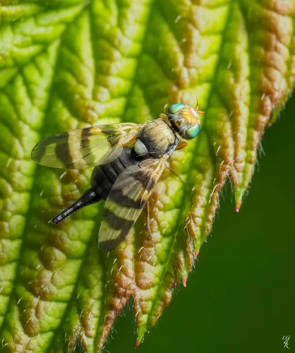 Knapweed Gall-fly