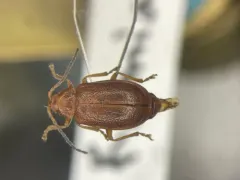 Tricholochmaea kalmiae thumbnail 1